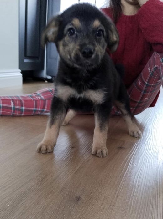 Oddam pieski za darmo