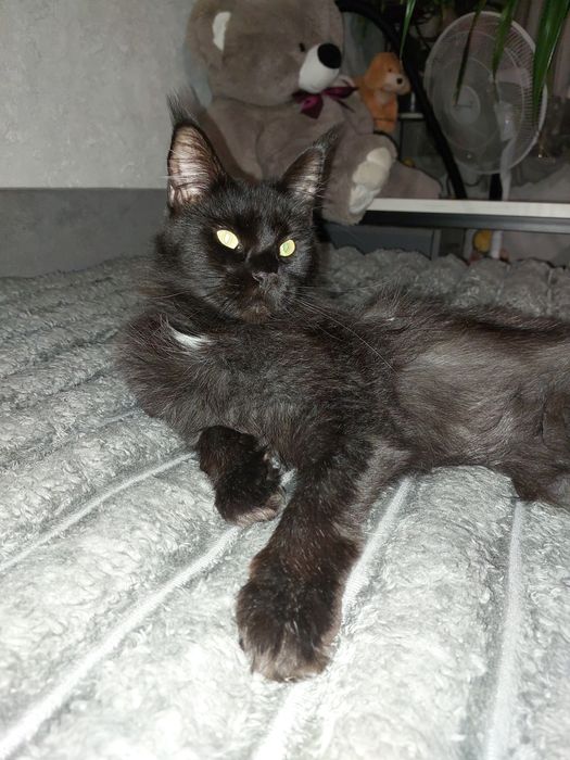 Чёрная кошка Мейн кун ищет жениха