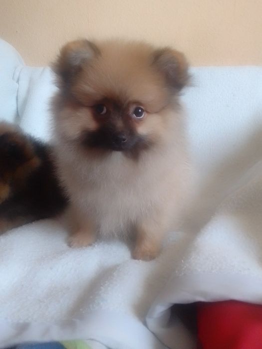 Шпиц 2дівчанки мріють до нової сімьї