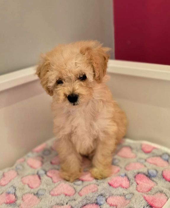 Piesek maltipoo!