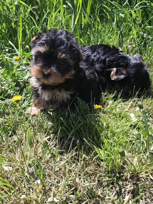 York shire terrier pieski