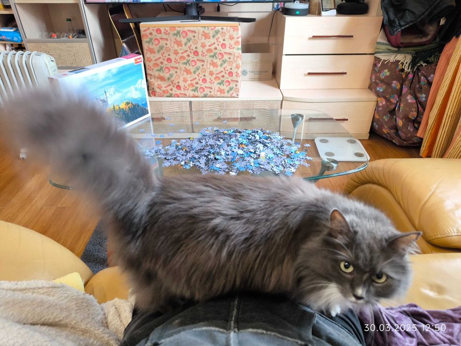 Подарю кошку (домашняя)