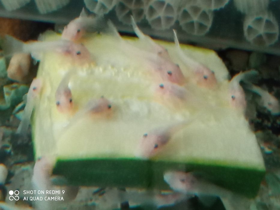 SUPER CENA  Ancistrus zbrojniki glonojad L144 snow white Śnieżno biały