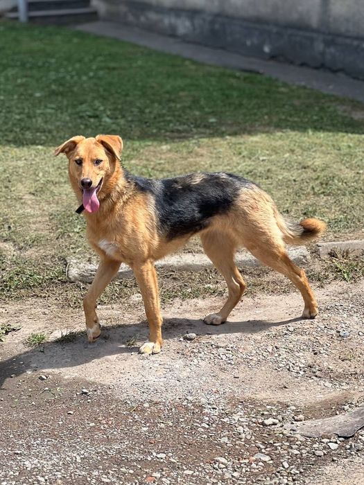 Гулька шукає дім