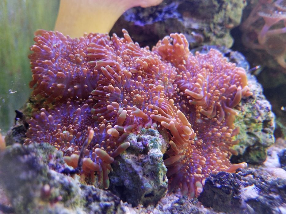 Ricordea orange koralowiec akwarium morskie