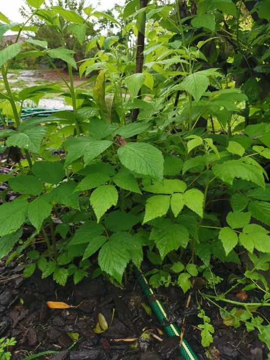 Pés Plantas framboesas vermelhas ( preço conforme quantidade)