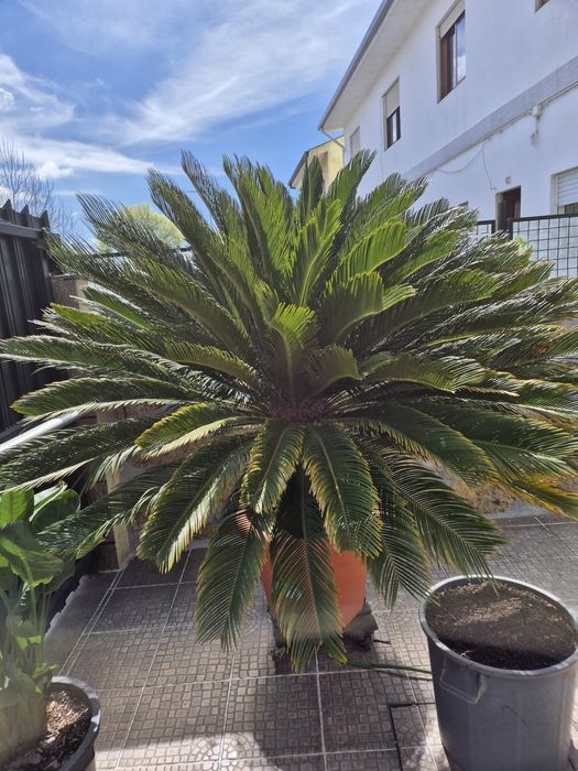 Cycas revolutas adultas