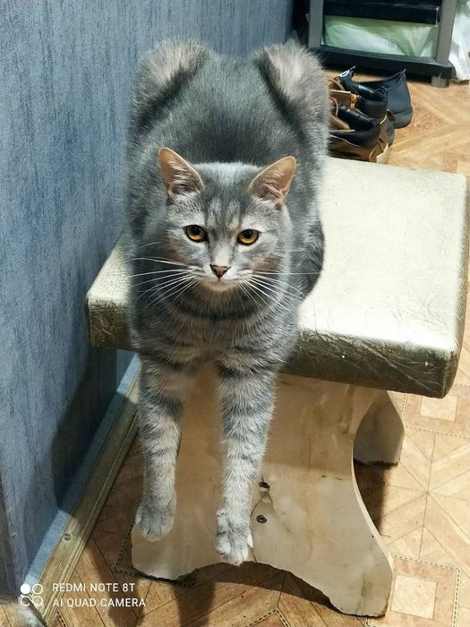 В добрі руки вихованого котика