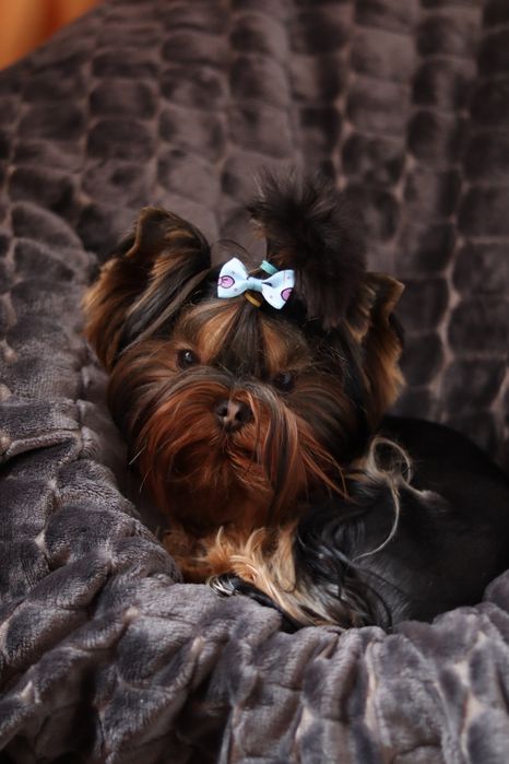 Вязка Йорк мальчик ищет девочку