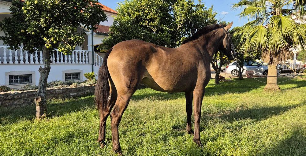 Égua nova PSL, baia, imposante