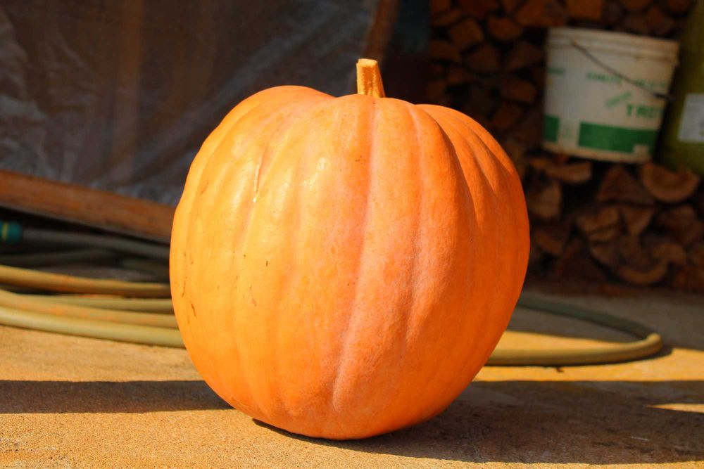 Abóboras de várias qualidades