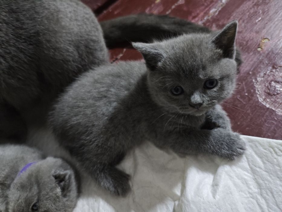 Шотландські  кошенята на бронювання