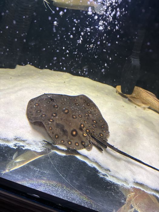 Plaszczka Motoro Samiec Dorosly POTAMOTRYGON MOTORO