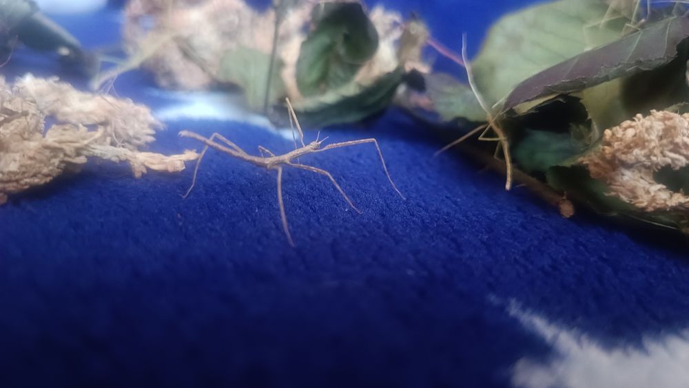 Oddam pilnie małe patyczaki nie wysyłam