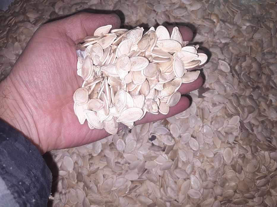 Насіння гарбуза домашнє