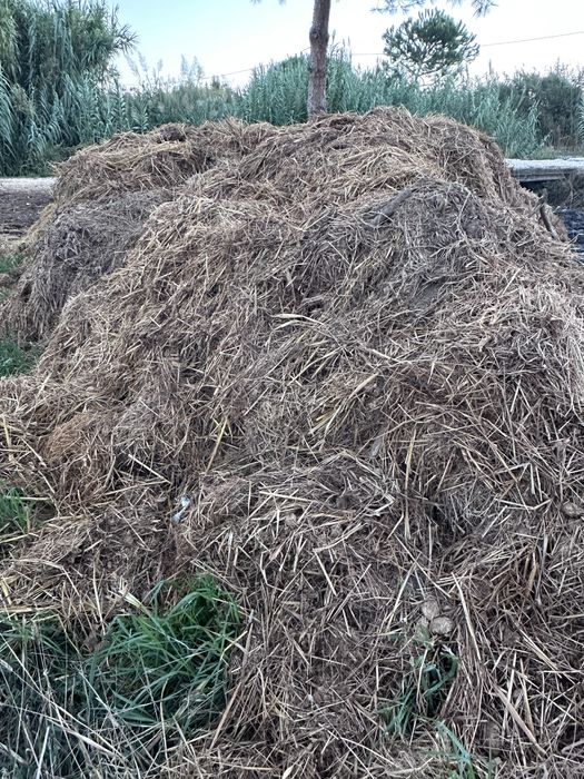 Estrume de cavalo