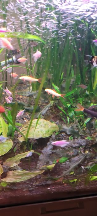 Witam sprzedam labeo