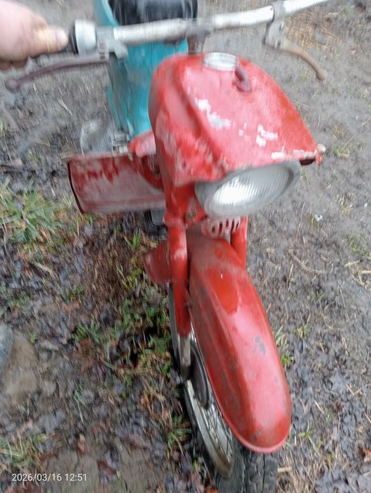 Jawka pancerka 50 kaczka