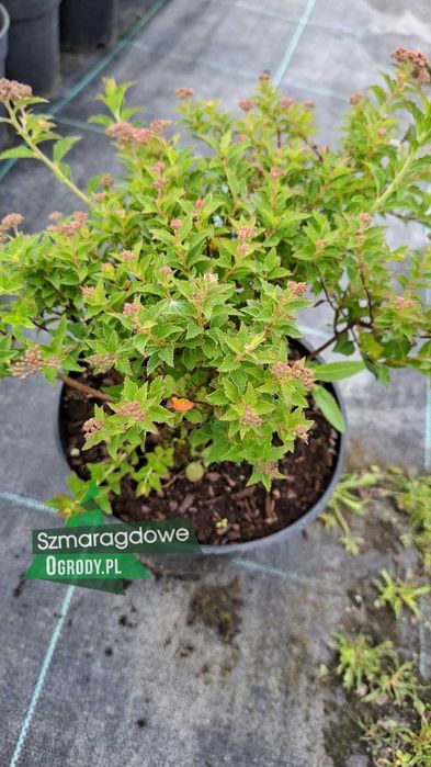 Tawuła japońska - DWARF - Spirea Japonica w donicy C2