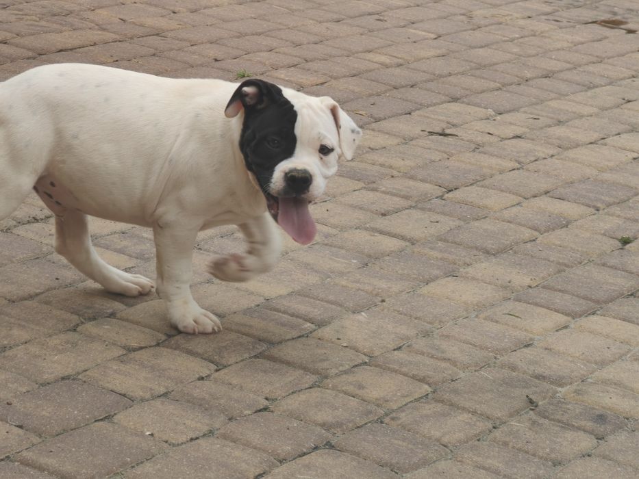 american bully szczenię z metryką