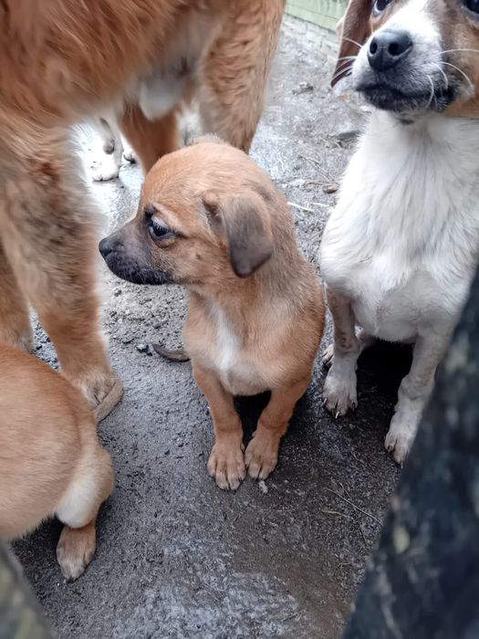 Oddam pieski w dobre ręce