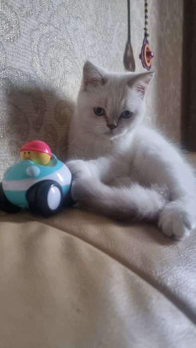 Шотландский  котик