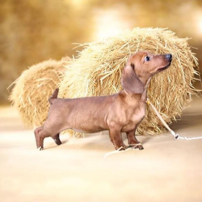 Рудий кріль,принц крові