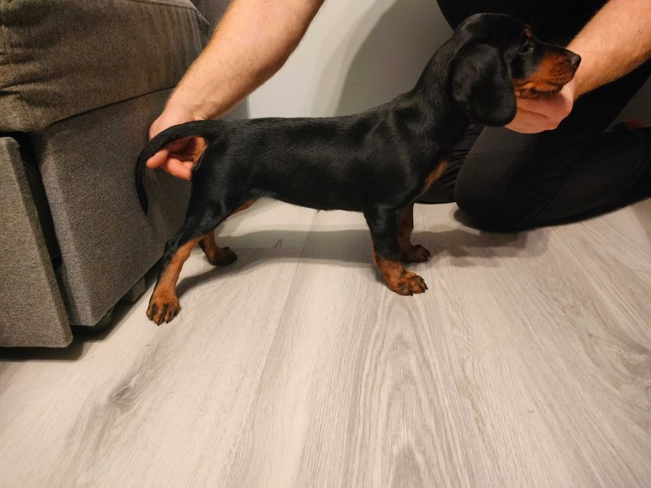 Gończy Słowacki Kopov ZKwP Fci