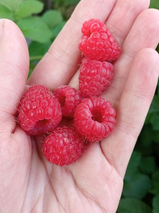 Саджанці малини плоди двічі в рік крупна