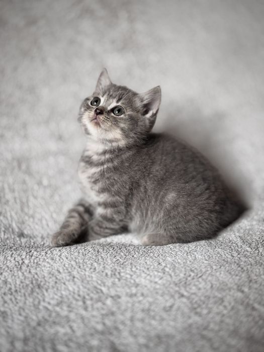 Kocurek tabby niebieski brytyjski z legalnej hodowli FPL/FIFe