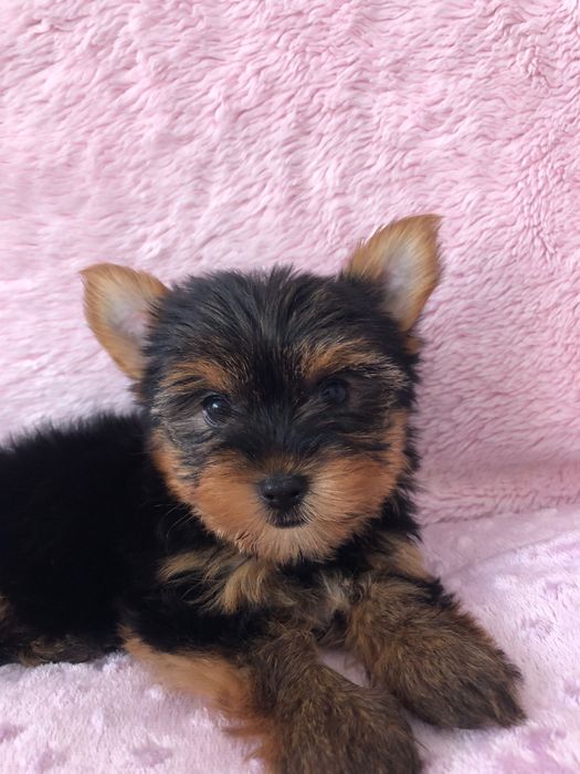 Yorkshire Terrier Fêmea