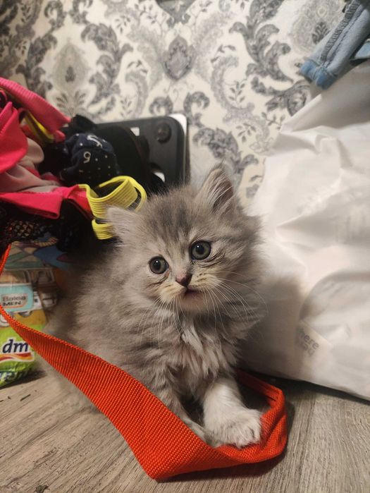 Кошенята Скотиш фолд