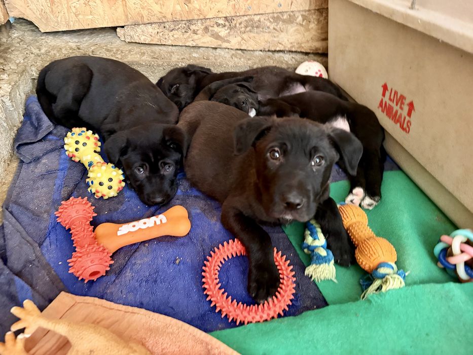 Cachorros para adoção