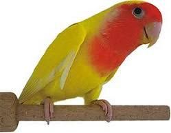 Vendo rossicolis prontos a criar