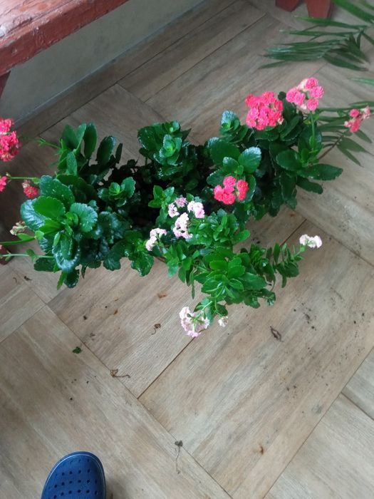 Вазони різні, красиві