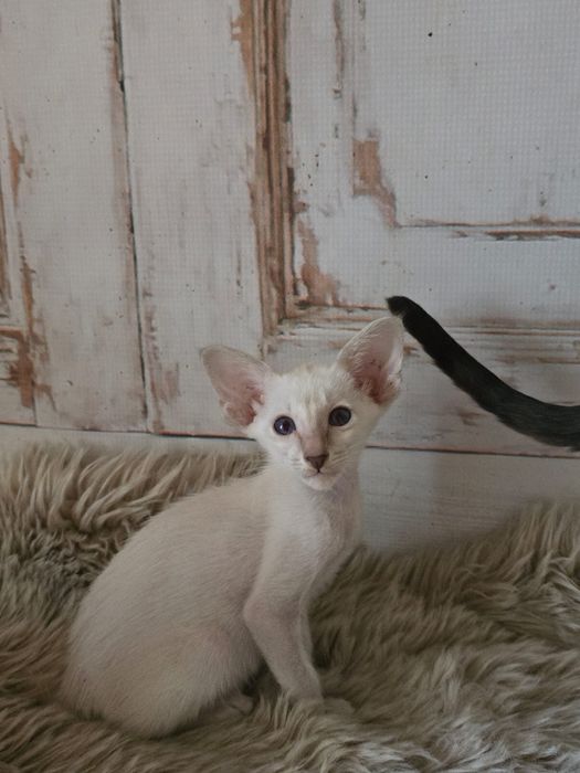 Kotka syjamska orientalna