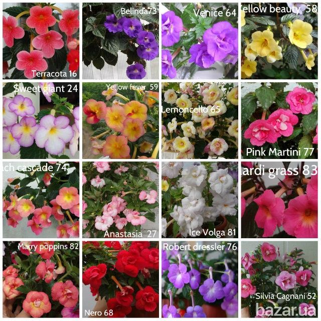 Перчатки нитриловые  ахименесы