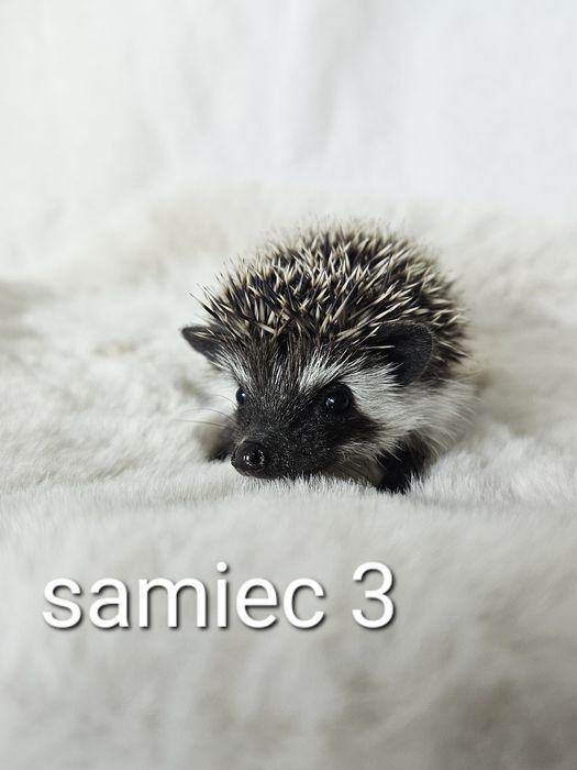 Jeż pigmejski Jeż afrykański