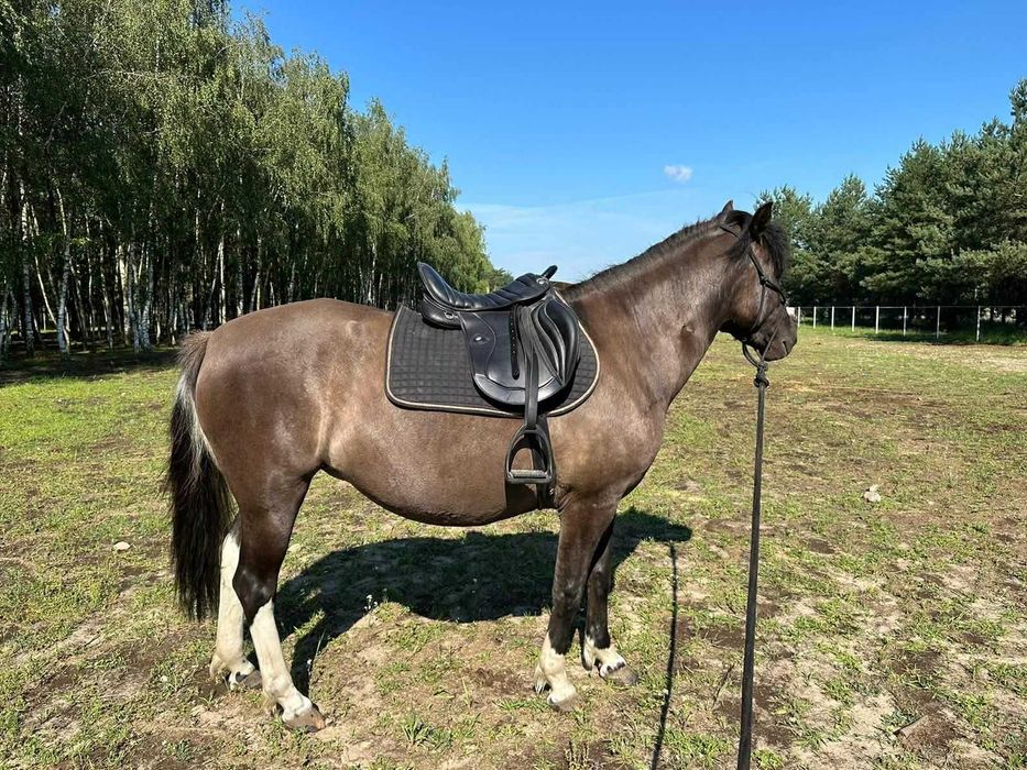 Klacz huculska po Azja-W hucuł