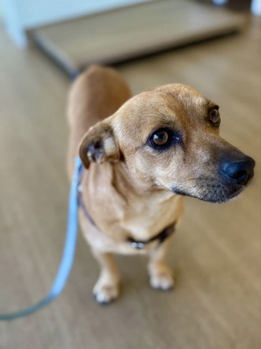 Buddy para adoção responsável