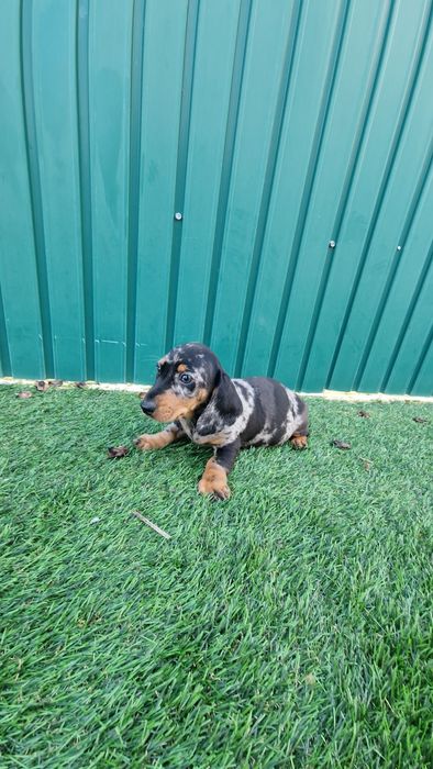 Teckel Black Merle Macho
