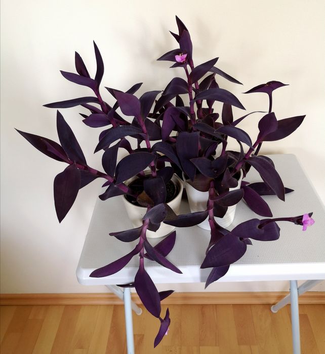 Trzykrotka purpurowa