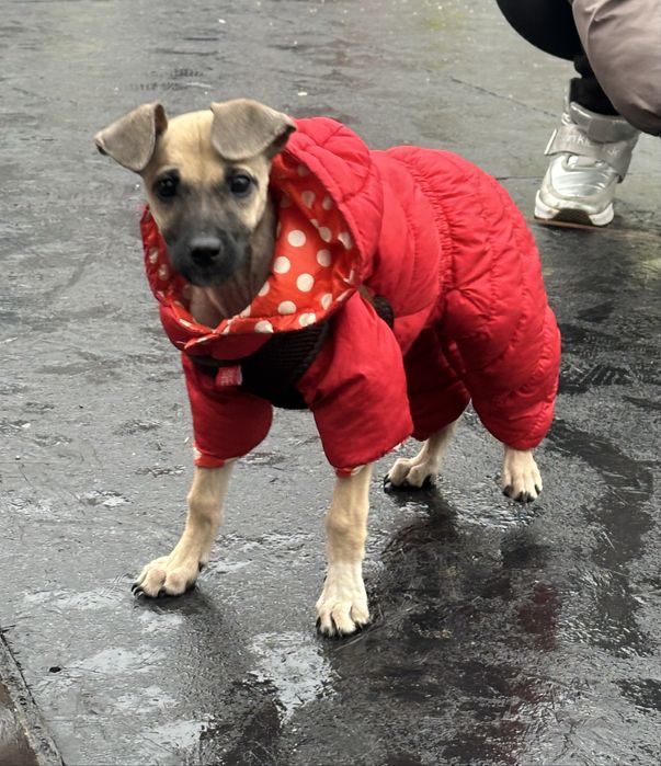 дівчинка 2,5 міс шукає дім