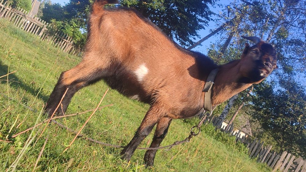 Козел цап робочий злучка паровка