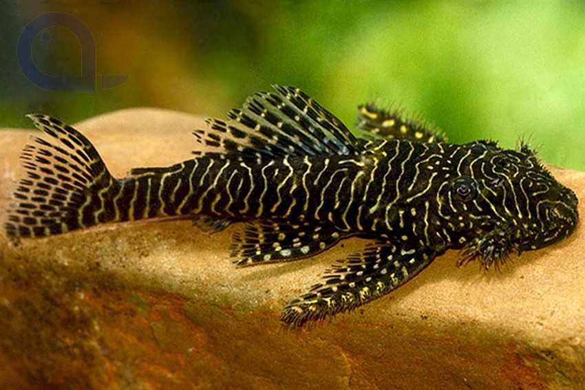 Glonojad L257 - Pseudolithoxus tigris - ODŁÓW - WF - dowóz, wysyłka