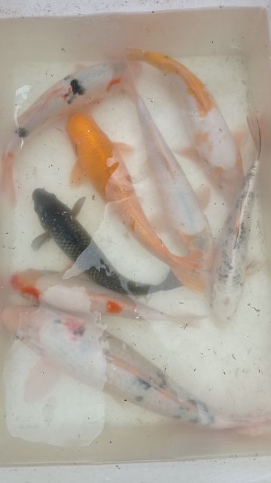Carpas koi reprodutoras
