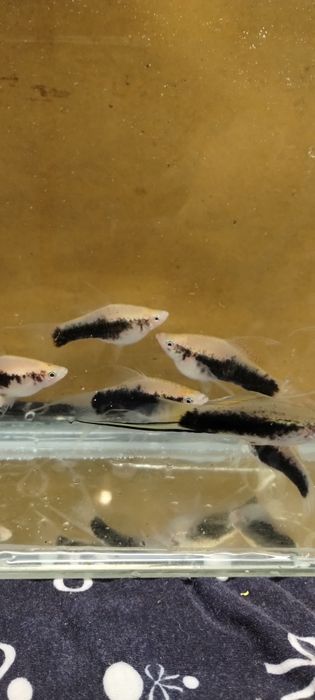 Mieczyk tuxedo lira