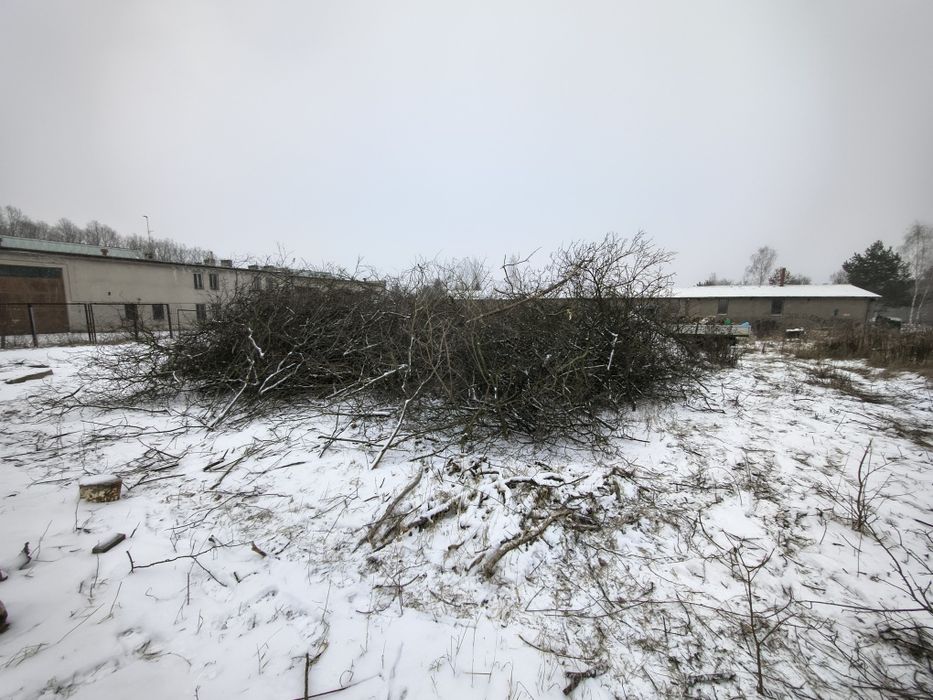 Gałęzie oddam za darmo