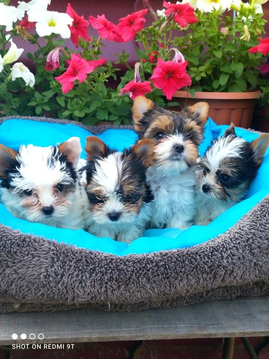 Мини малыши биверы.