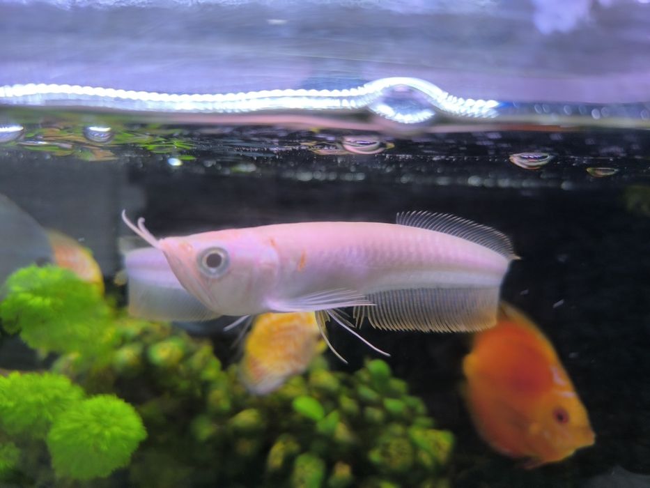 Arowana Albina (Osteoglossum Bichirroshum)